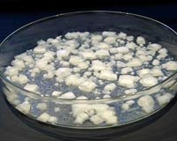 Key Ingredient In Cooking Up Prebiotic Molecules