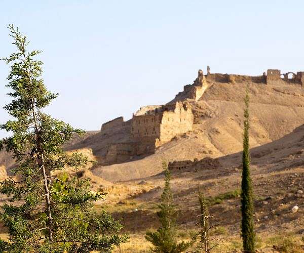 Illegal logging turns Syria's forests into 'barren land'