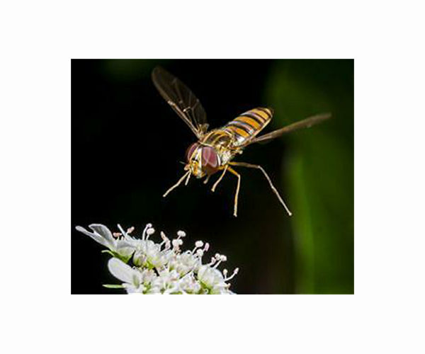 'Virtual' pollinator analysis shows importance of biodiversity to food trade