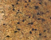 It's raining tadpoles in Japan town, residents say