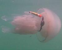 These jellyfish aren't just drifters