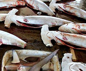 New photos reveal Taiwan shark fishing: report