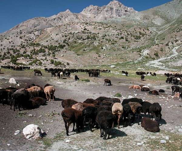 The giant sheep helping Tajikistan weather climate change