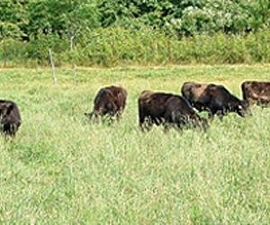 Multi-paddock grazing is superior to continuous grazing
