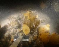 Loss of diversity near melting coastal glaciers