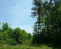Mature forests store nitrogen in soil