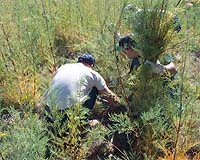 NASA Research To Aid Federal Invasive Species Council Efforts