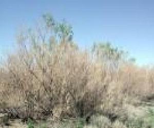 Invasive Plant Threat Depends On Spatial