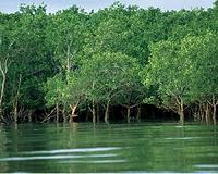 Mangroves help protect against sea level rise