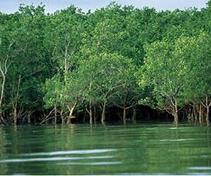$1.6 million fine for cutting down trees