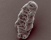 Scientists revive 'water bears' that were frozen for 30 years