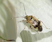 New technology could improve insect control in cotton