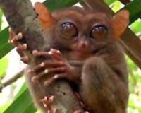 Slowly-Developing Primates Definitely Not Dim-Witted