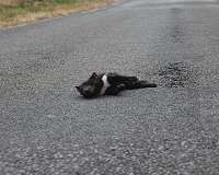 Slashing roadkill numbers for small and medium-sized mammals