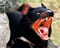 Cold Spring Harbor Laboratory Researchers Race Against Time To Save Tasmanian Devils