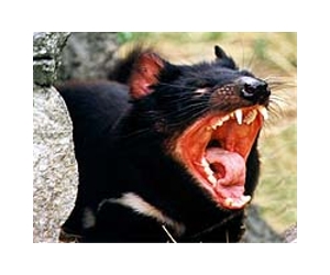 Culling can't save the Tasmanian devil