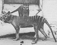 Drought not dingos behind mainland Australia tiger extinction: study