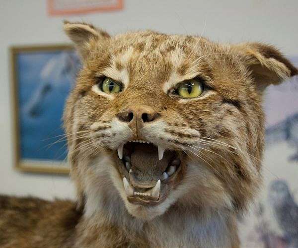 S.African taxidermists fret at UK hunting trophy ban
