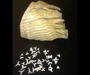 Directly Measuring Body Temperatures Of Extinct Vertebrates