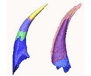 Sinking teeth into the evolutionary origin of our skeleton
