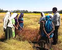 Scientists unlock secrets of Ethiopia's superfood in race to save it from warming climate