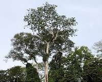 Tree growth model assists breeding for more wood