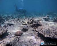 Great Barrier Reef annual mass coral spawning begins