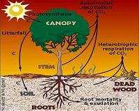 Carbon emissions by plant respiration will have large impact on climate
