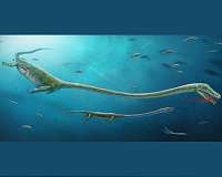 Fossil discovery rewrites understanding of reproductive evolution