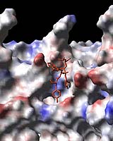 New Antibody Shows Promise As Cure For Anthrax