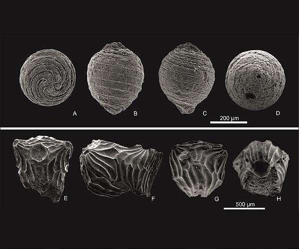 Water flora in the lakes of the ancient Tethys Ocean islands