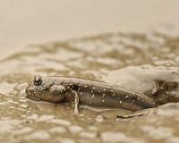 Modeling the vertebrate invasion of land