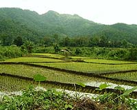 Drought hits millions in Thai rice region: government