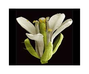 Change In Temperature Uncovers Genetic Cross Talk In Plant Immunity