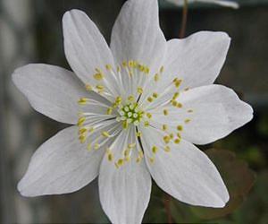 Gardener's delight offers glimpse into the evolution of flowering plants