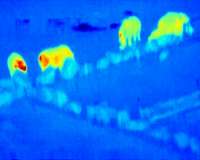 An application of astronomy to save endangered species