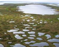 Siberia heat 'almost impossible' without climate change