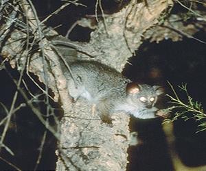 Ecological Scientists Assess The Fundamentals Of Animal Behavior