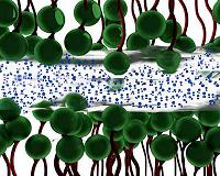 University of Akron researchers find thin layers of water can become ice-like at room temperature