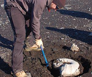 Dinosaur die out might have been second of two closely timed extinctions