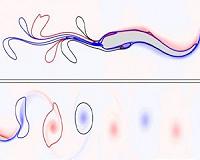 The physics of swimming fish
