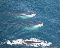 Battle lines harden at global whaling meeting