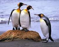 Researchers go 'cuckoo' over Antarctic penguin poop