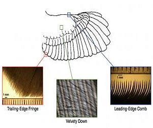 The secrets of owls' near noiseless wings