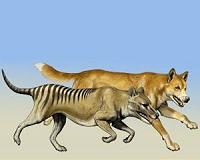 Wild dog control efforts are killing dingoes in Australia