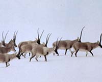 Number Of Tibetan Antelopes Dwindles To Under 100 000