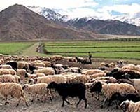 Tibetian Warming Trend Gaining Pace