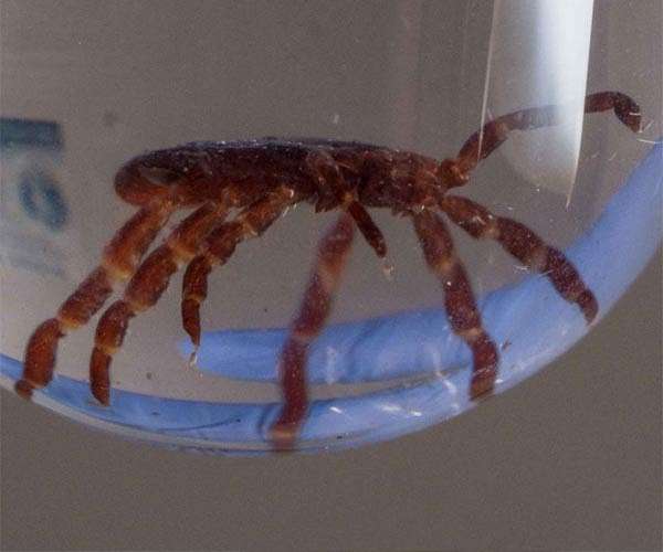 Ticks survive for 27 years in entomologist's lab