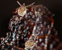 Tick tock and the risk of tick-borne disease