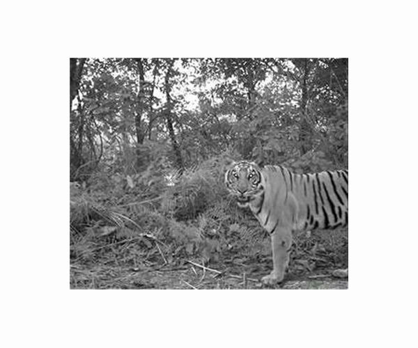 Nepal starts tiger census to track recovery